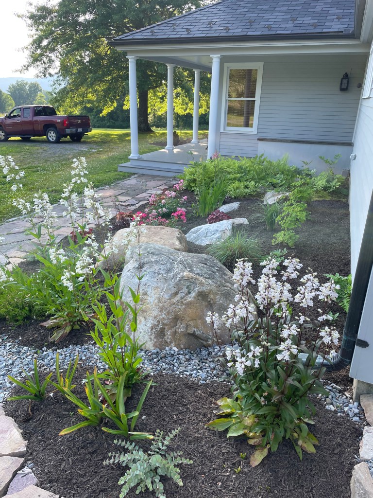 Cheery Penstemon by French drain 
